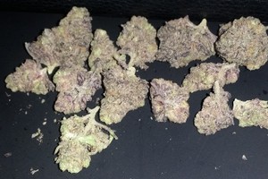 GrandDaddy Purple Strain