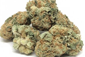 White Cookies Strain