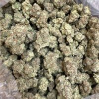 Toad venom strain