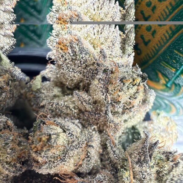 TOAD VENOM STRAIN